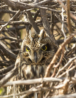 Short-Eared Owl  Asio flammeus,Geotagged,India,Short-Eared Owl,Winter