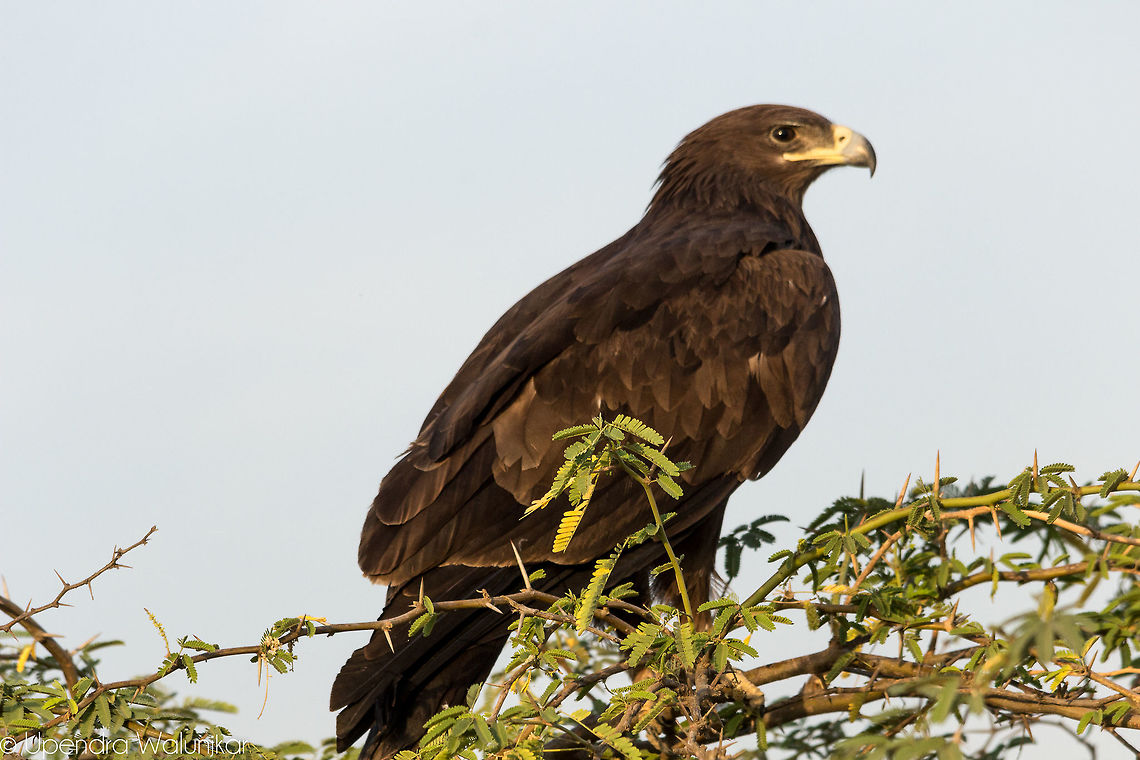 Greater spotted eagle  Aquila clanga,Geotagged,Greater Spotted Eagle,India,Winter
