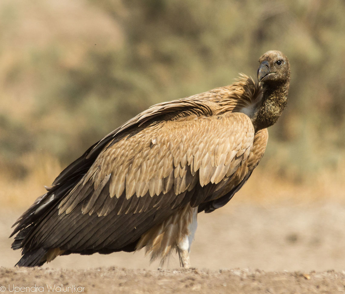 eurasian griffon vulture  Geotagged,Griffon vulture,Gyps fulvus,India,Winter
