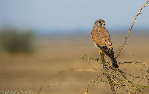 Common Kestrel Male  Common Kestrel,Falco tinnunculus,Geotagged,India,Winter