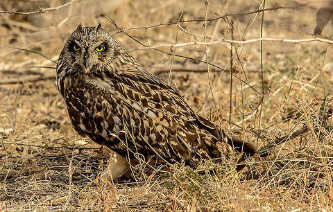 Short eared owl  Asio flammeus,Geotagged,India,Short-Eared Owl,Winter