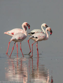 Lesser flamingo  Geotagged,India,Lesser Flamingo,Phoenicopterus minor,Winter