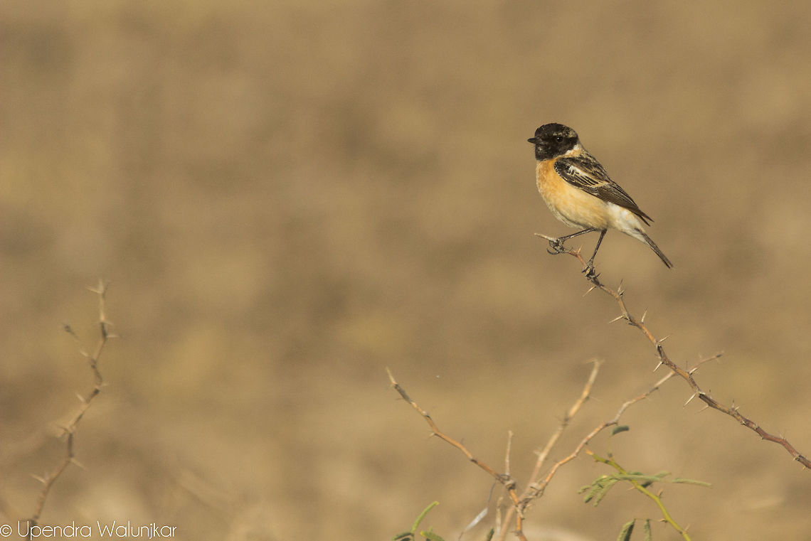 Siberian stonechat  Geotagged,India,Saxicola maurus,Siberian stonechat,Winter