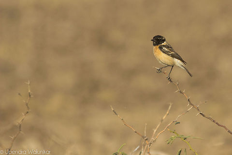 Siberian stonechat  Geotagged,India,Saxicola maurus,Siberian stonechat,Winter