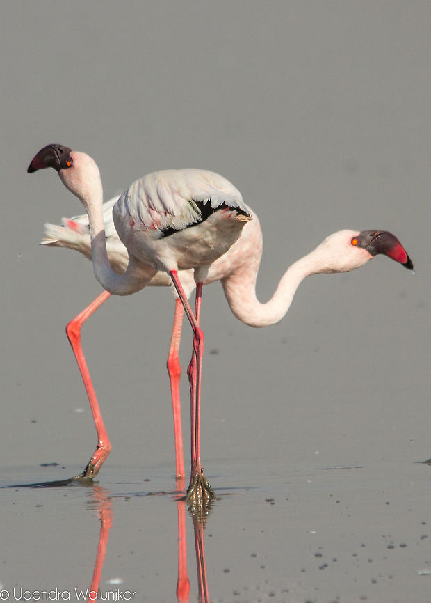 Lesser Flamingo  Geotagged,India,Lesser Flamingo,Phoenicopterus minor,Winter