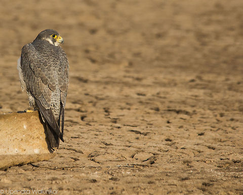 peregrine falcon  Falco peregrinus,Geotagged,India,Peregrine Falcon,Winter