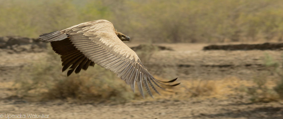 Eurasian griffon vulture  Geotagged,Griffon vulture,Gyps fulvus,India,Winter