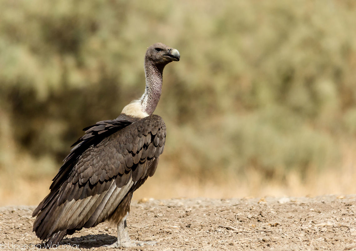 White Rumped vulture  Geotagged,Gyps bengalensis,India,White Rumped vulture,Winter