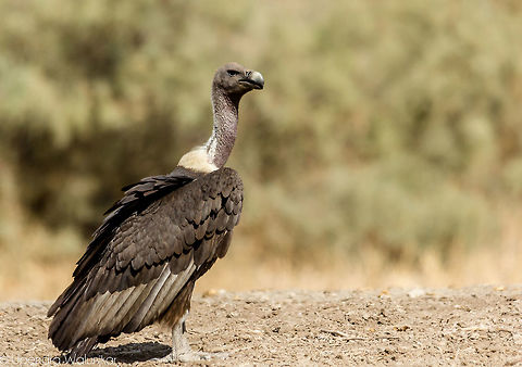 White Rumped vulture  Geotagged,Gyps bengalensis,India,White Rumped vulture,Winter