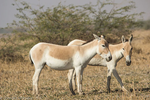 Indian wild ass  Equus hemionus khur,Geotagged,India,Indian wild ass,Winter