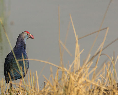 Purple Moorhen  Geotagged,India,Porphyrio porphyrio,Purple swamphen,Winter