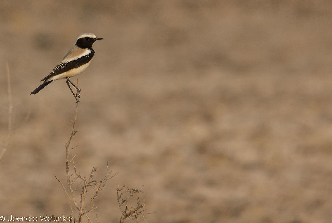Desert Wheatear  Desert wheatear,Geotagged,India,Oenanthe deserti,Winter