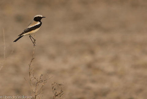 Desert Wheatear  Desert wheatear,Geotagged,India,Oenanthe deserti,Winter