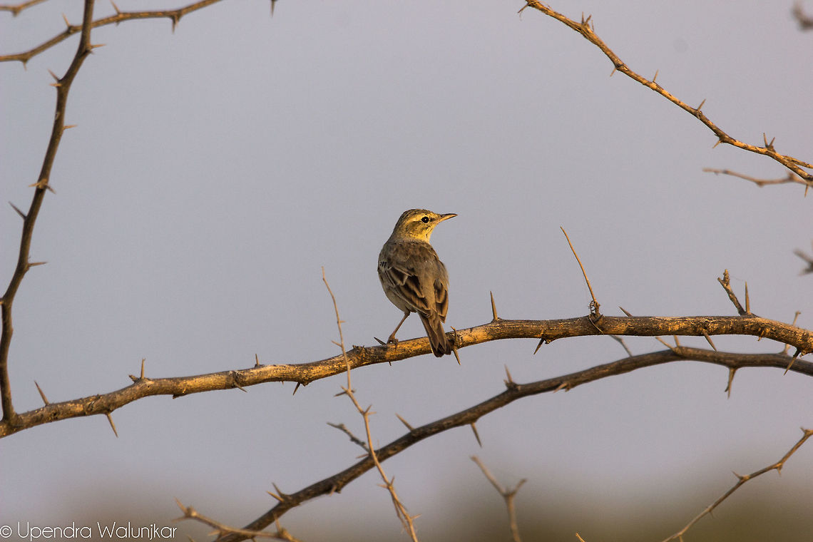 Tawny pipit  Anthus campestris,Geotagged,India,Tawny pipit,Winter