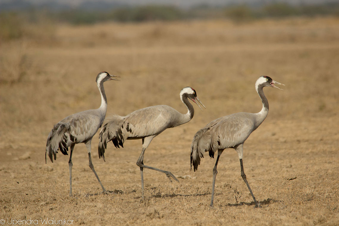 Common Crane  Common Crane,Geotagged,Grus grus,India,Winter