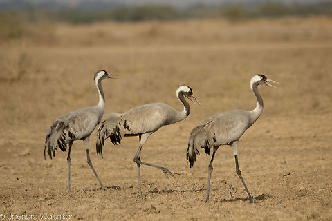 Common Crane  Common Crane,Geotagged,Grus grus,India,Winter