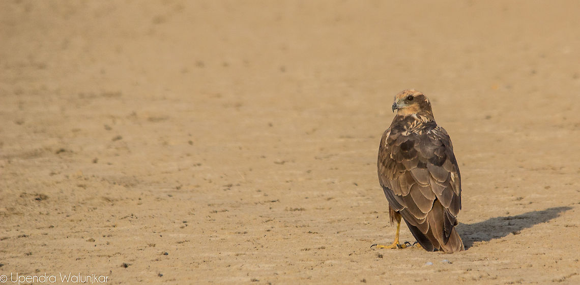 Eastern Marsh Harrier  Circus spilonotus,Geotagged,India,Winter,eastern marsh harrier