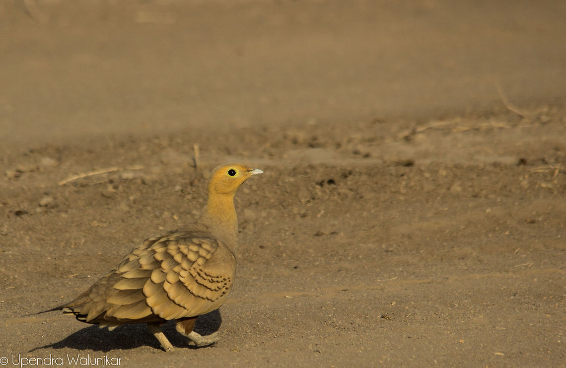 Chestnut-Bellied Sandgrouse  Chestnut-bellied Sandgrouse,Geotagged,India,Pterocles exustus,Winter
