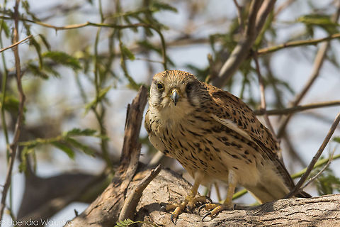 Common Kestrel Female  Common Kestrel,Falco tinnunculus,Geotagged,India,Winter