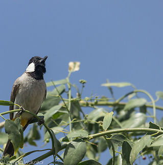 White Eared Bulbul  Geotagged,India,Pycnonotus leucotis,White Eared Bulbul,Winter