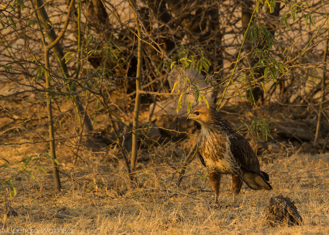 White Eyed Buzzard  Butastur teesa,Buteo buteo,Common buzzard,Geotagged,India,White Eyed buzzard,Winter