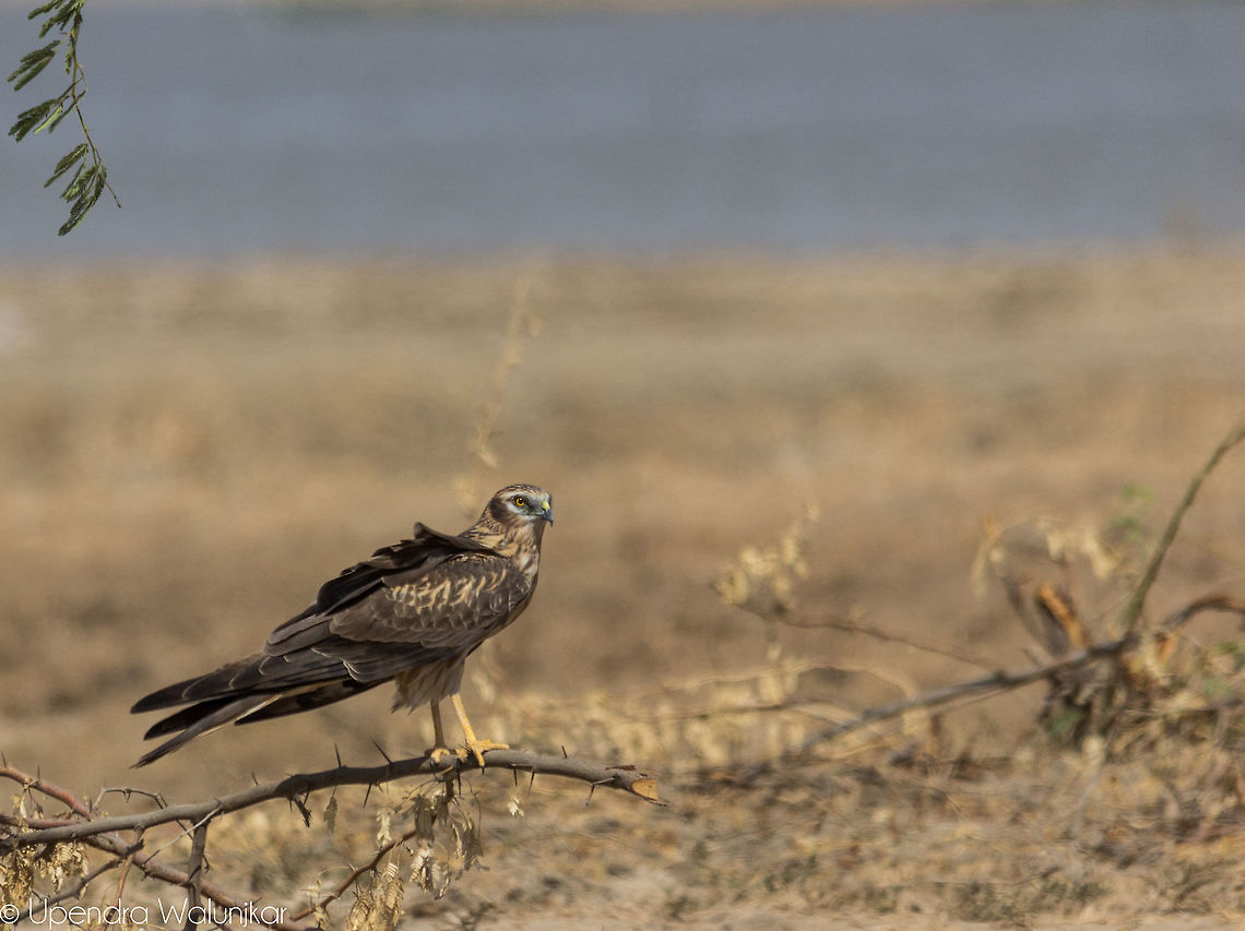 Eastern Marsh Harrier  Circus spilonotus,Geotagged,India,Winter,eastern marsh harrier