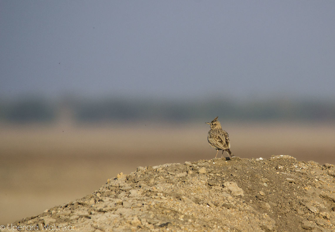 Crested Lark  Crested Lark,Galerida cristata,Geotagged,India,Winter
