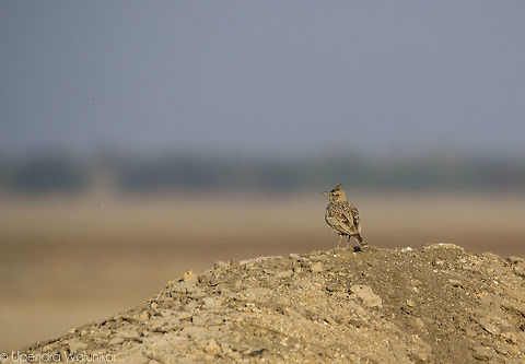 Crested Lark  Crested Lark,Galerida cristata,Geotagged,India,Winter