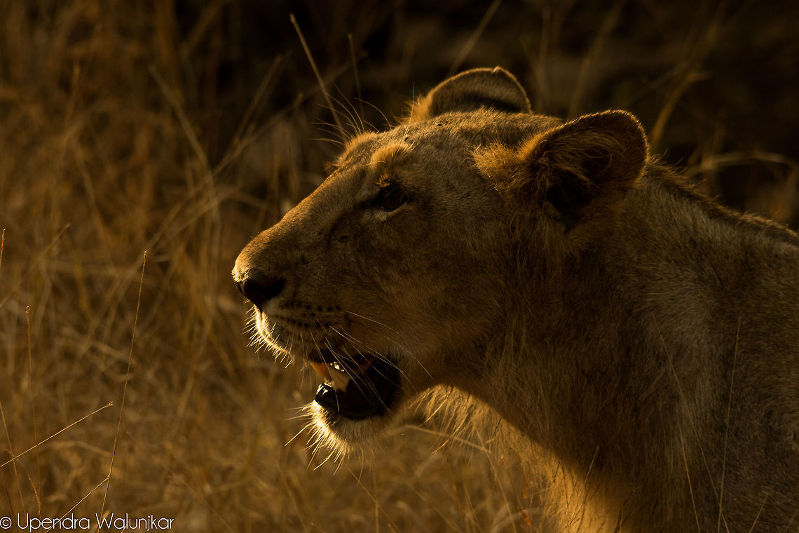 The Asiatic lion  Asiatic lion,Geotagged,India,Panthera leo persica,Spring