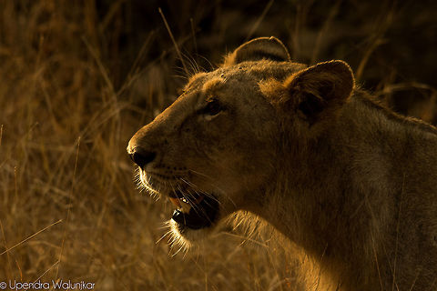 The Asiatic lion  Asiatic lion,Geotagged,India,Panthera leo persica,Spring
