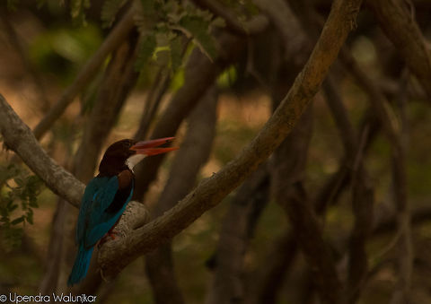 White-throated kingfisher  Geotagged,Halcyon smyrnensis,India,Spring,White-throated kingfisher