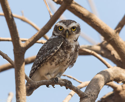 The Spotted Owlet  Athene blewitti,Athene brama,Geotagged,Glaucidium radiatum,India,Jungle owlet,Spotted Owlet,Spring,forest owlet
