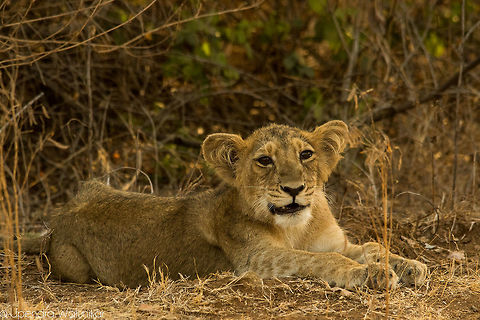 Asiatic lion  Asiatic lion,Geotagged,India,Panthera leo persica,Spring