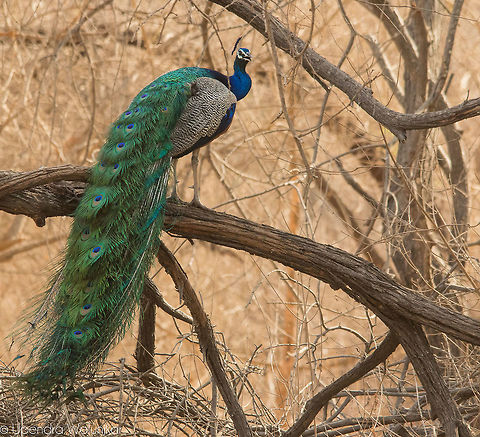 Indian peacock  Geotagged,India,Indian peafowl,Pavo cristatus,Spring
