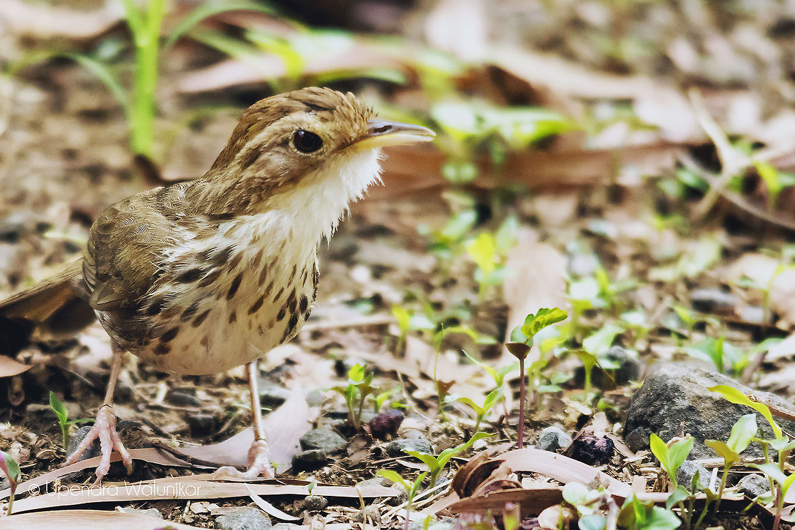 puff throated babbler  Geotagged,India,Pellorneum ruficeps,Spring,puff throated babbler