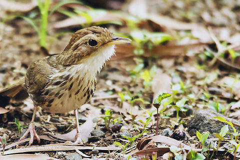 puff throated babbler  Geotagged,India,Pellorneum ruficeps,Spring,puff throated babbler