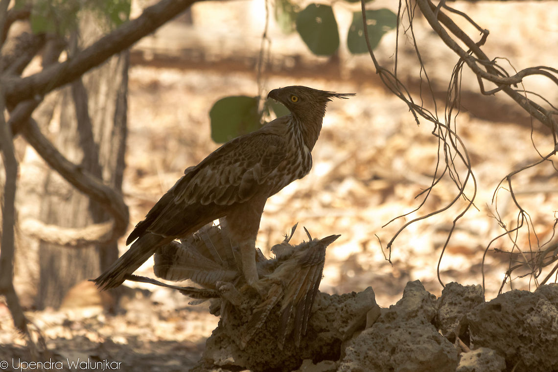 When The Predator Becomes The Prey The Changeable hawk-eagle With Kill (The Mottled Wood Owl) Changeable hawk-eagle,Geotagged,India,Mottled Wood Owl,Nisaetus cirrhatus,Spring