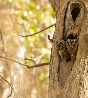 The Indian Scops Owl  Geotagged,India,Indian Scops Owl,Otus bakkamoena,Spring