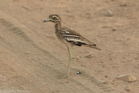Eurasian Thick Knee  Burhinus oedicnemus,Eurasian stone-curlew,Geotagged,India,Spring