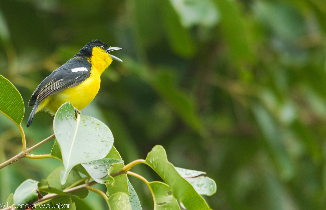 Common Iora  Aegithina tiphia,Common Iora,Geotagged,India,Summer