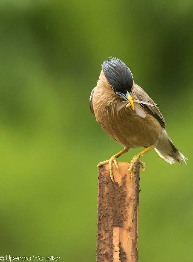 Brahminy Starling  Brahminy Starling,Geotagged,India,Sturnia pagodarum,Summer