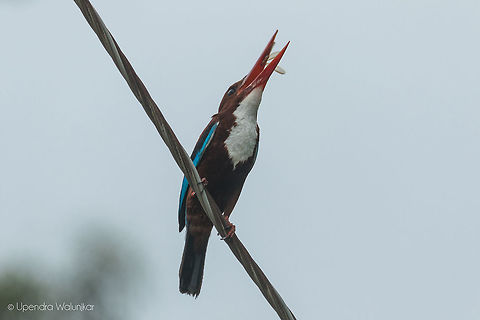 White throated kingfisher  Geotagged,Halcyon smyrnensis,India,Summer,White-throated kingfisher