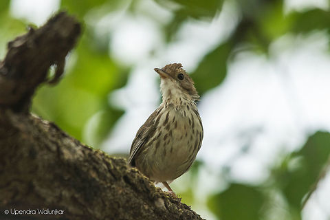 Puff Throated Babbler  Geotagged,India,Pellorneum ruficeps,Spring,puff throated babbler