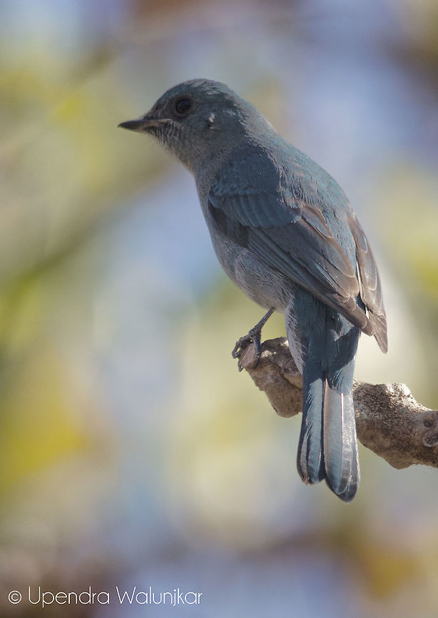 Verditer Flycatcher  Eumyias thalassinus,Geotagged,India,Verditer Flycatcher,Winter