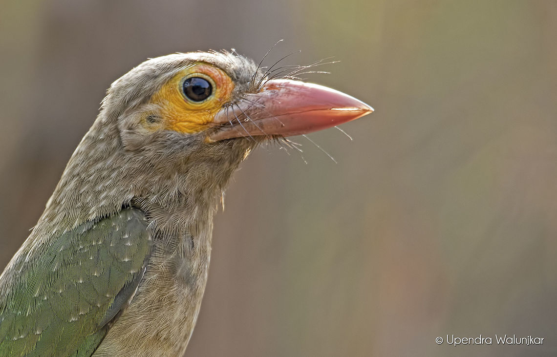 Brown Headed Barbet  Brown-headed Barbet,Geotagged,India,Megalaima zeylanica,Psilopogon zeylanicus,Spring,brown headed barbet