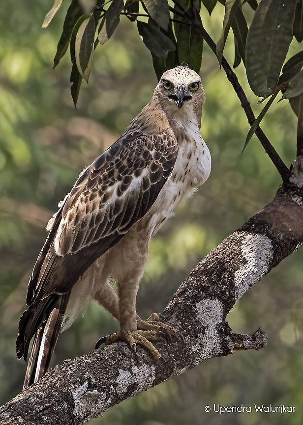 The Changeable hawk-eagle  Changeable hawk-eagle,Geotagged,India,Nisaetus cirrhatus,Spring