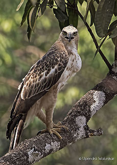The Changeable hawk-eagle  Changeable hawk-eagle,Geotagged,India,Nisaetus cirrhatus,Spring