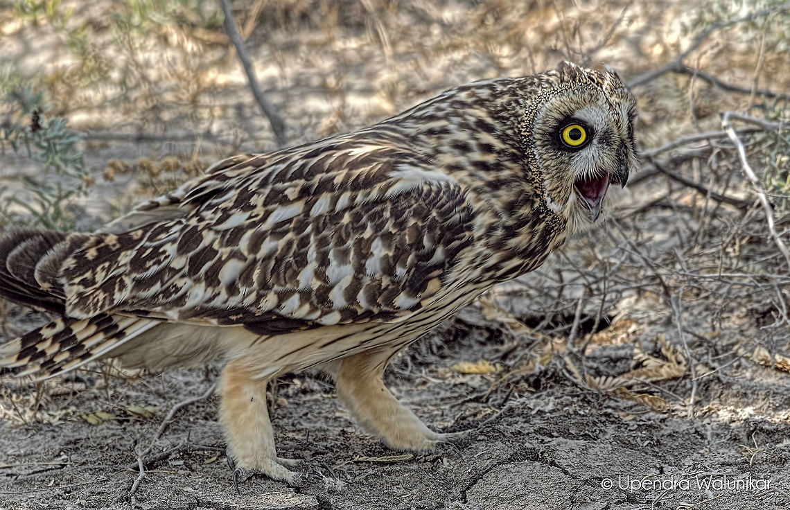 The Short-Eared Owl  Asio flammeus,Geotagged,India,Short-Eared Owl,Winter