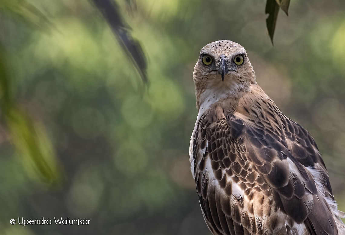 The Changeable Hawk Eagle  Changeable hawk-eagle,Geotagged,India,Nisaetus cirrhatus,Spring