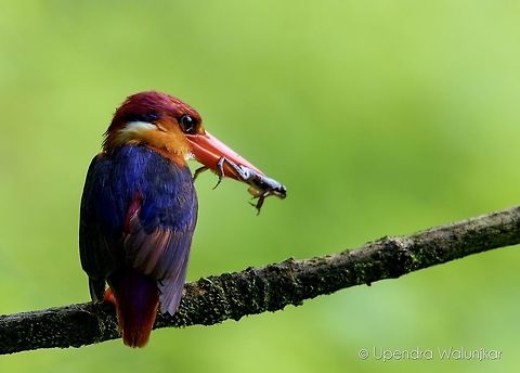 ODKF  Ceyx erithaca,Geotagged,India,Oriental dwarf kingfisher